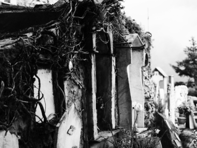 Avvolta dalle radici come un tuttuno