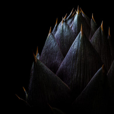 carciofo di Albenga violetto carciofo di Albenga violetto