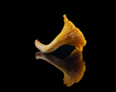 Fungo galletta Fungo galletta