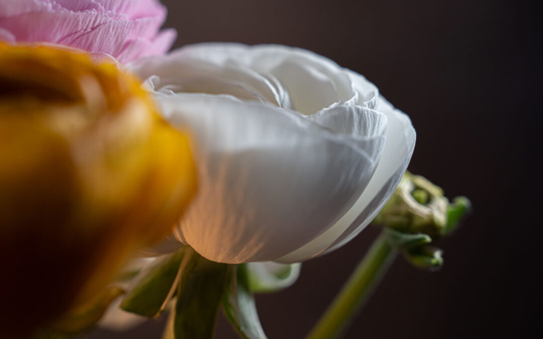 fiori14